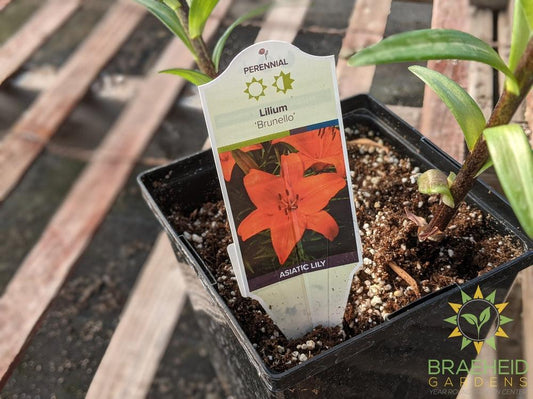 Lilium Tiger Lily 'Brunello' -NO SHIP-