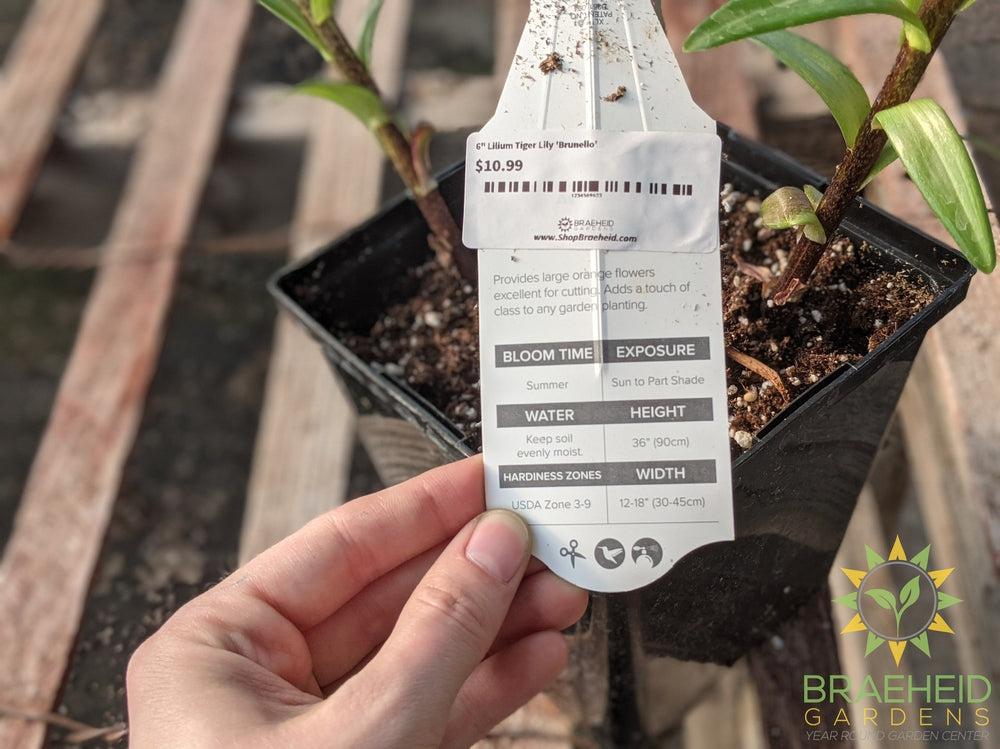 Lilium Tiger Lily 'Brunello' -NO SHIP-