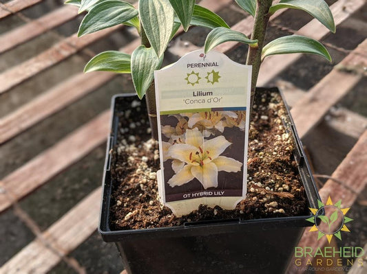 Lilium Tiger Lily 'Conca d'Or' -NO SHIP-