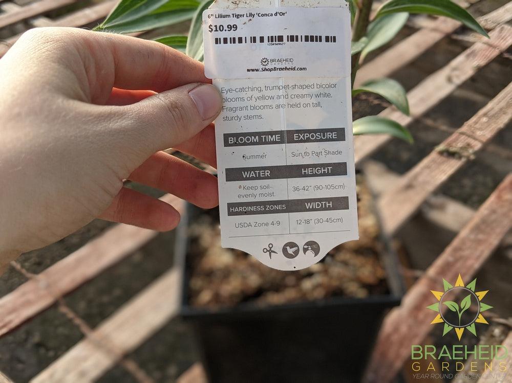 Lilium Tiger Lily 'Conca d'Or' -NO SHIP-