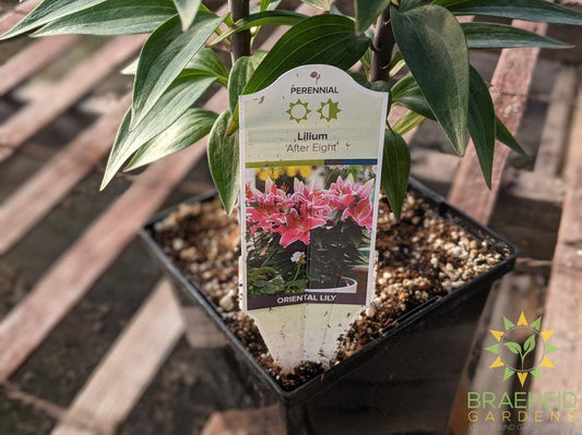 Lilium Tiger Lily 'After Eight' -NO SHIP-