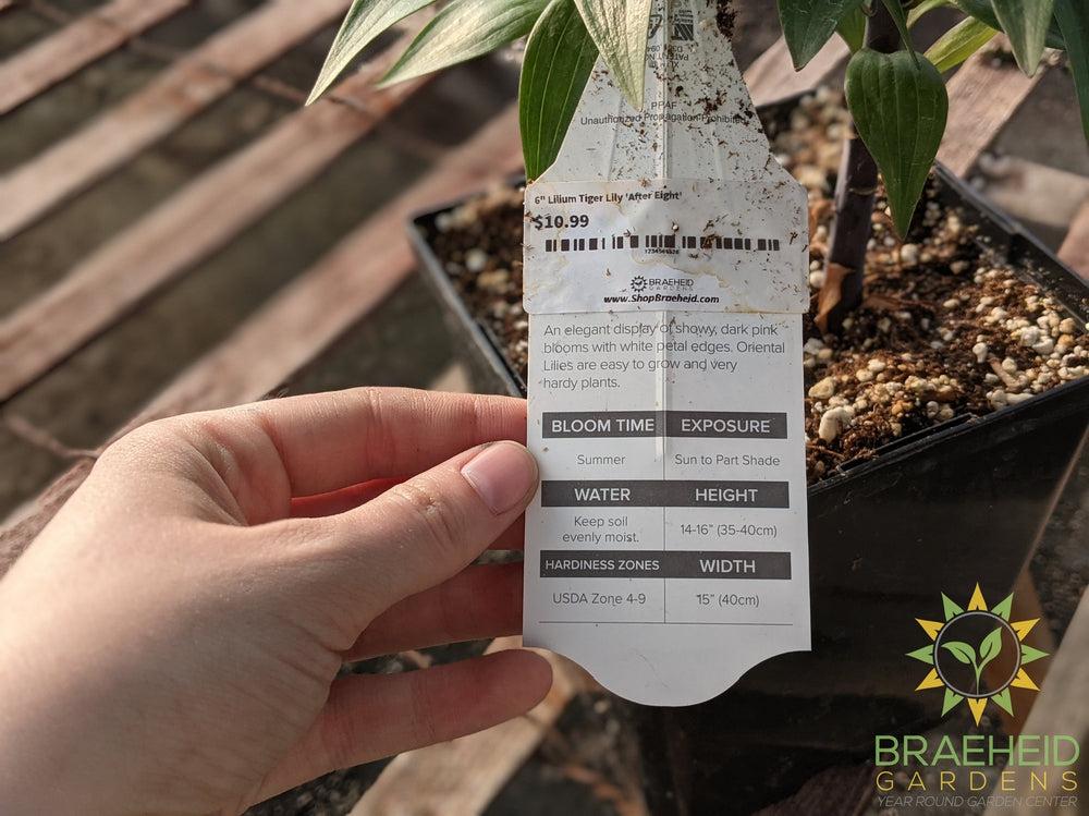 Lilium Tiger Lily 'After Eight' -NO SHIP-