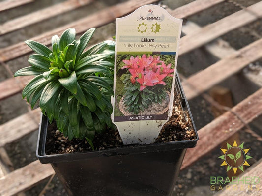 Lilium Tiger Lily 'Lily Looks Tiny Pearl' -NO SHIP-