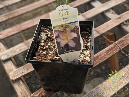 Lilium Tiger Lily 'Tricolor' -NO SHIP-