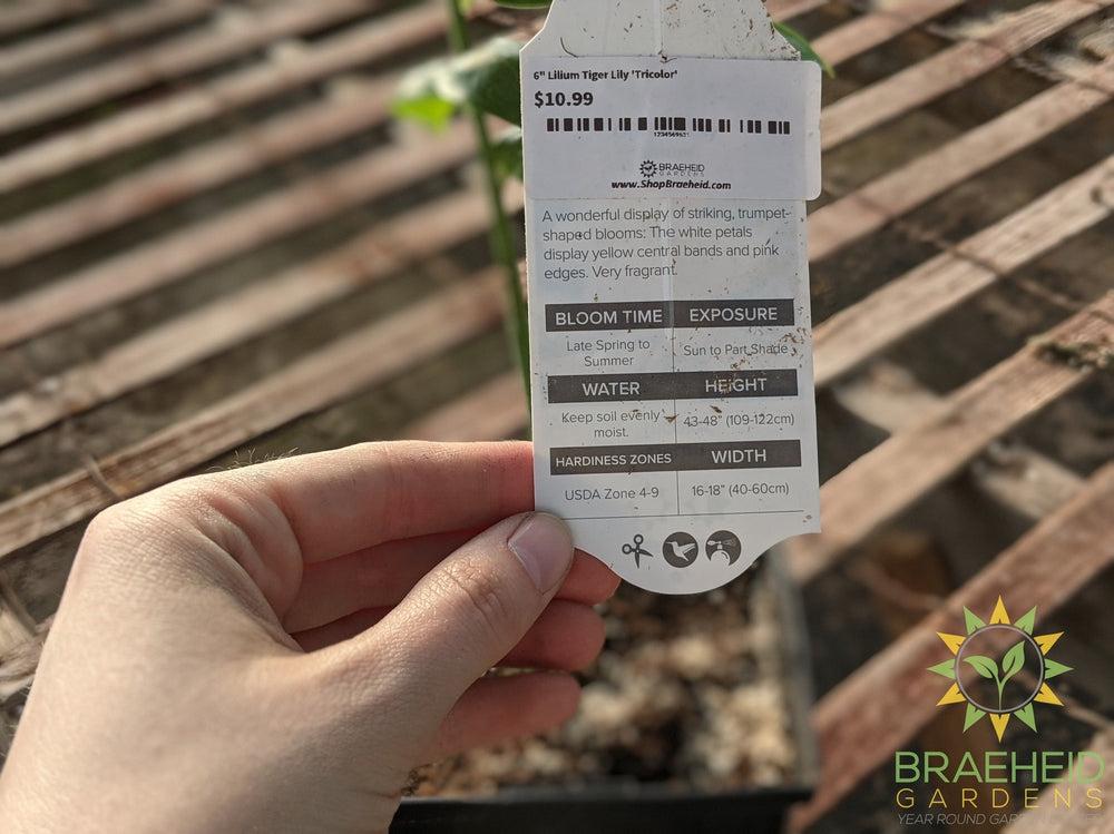 Lilium Tiger Lily 'Tricolor' -NO SHIP-