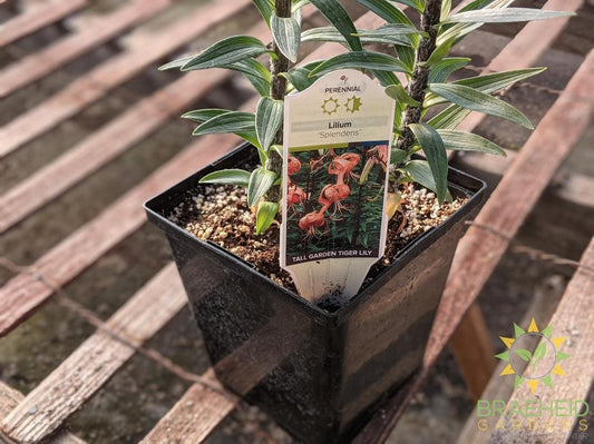 Lilium Tiger Lily 'Splendens' -NO SHIP-