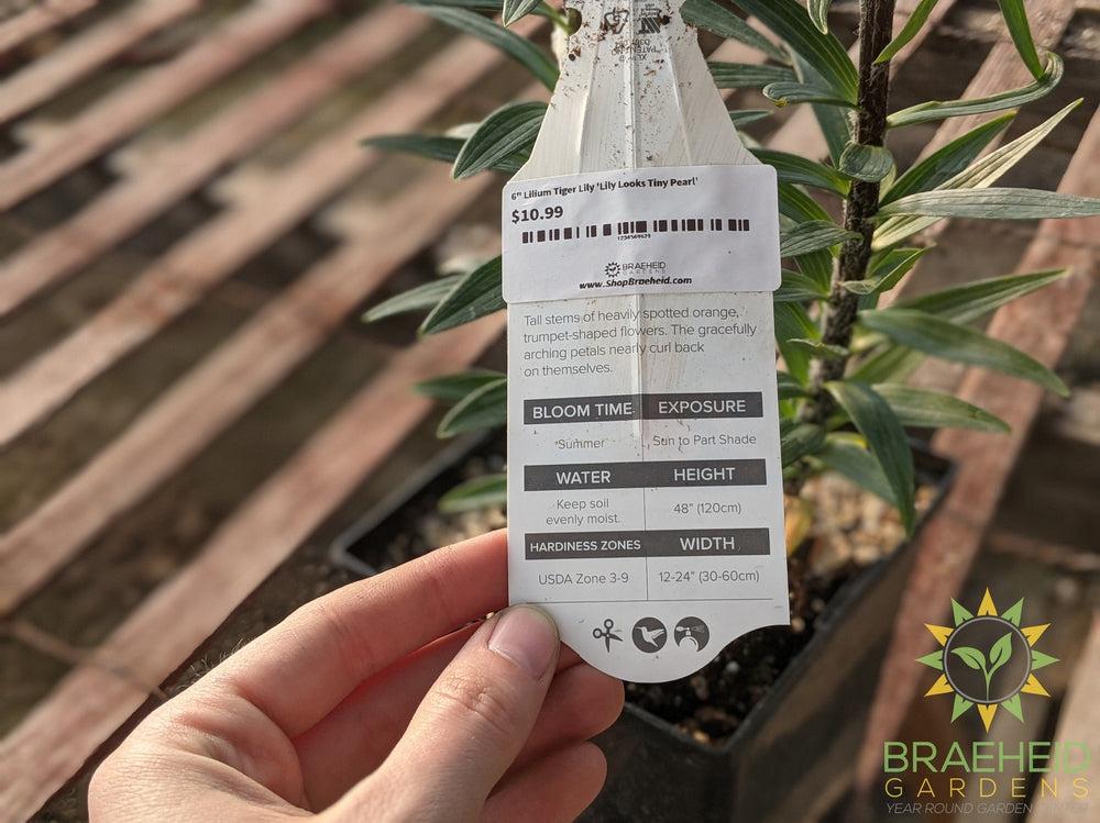 Lilium Tiger Lily 'Splendens' -NO SHIP-