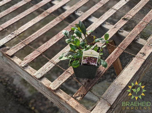 Beard Tongue 'Dark Towers'