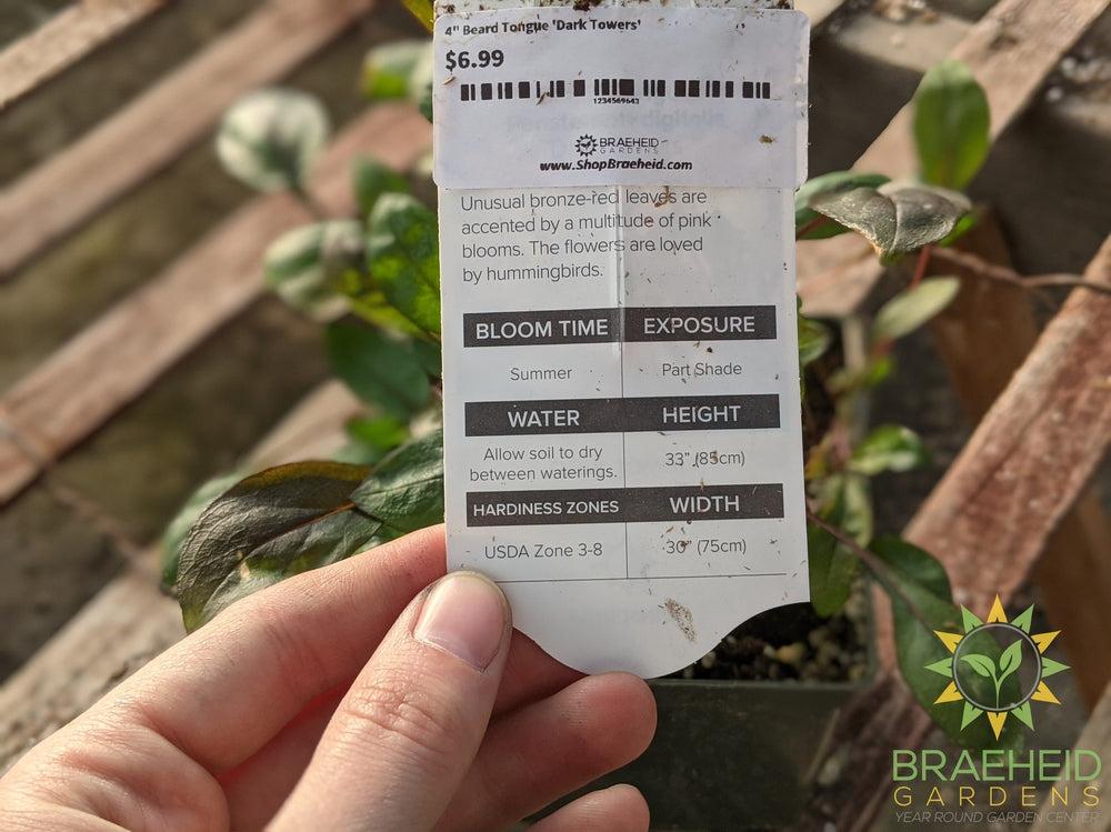 Beard Tongue 'Dark Towers'