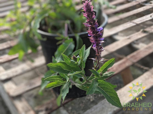 Salvia Meadow Sage Caramia 'Salvatore Blue'
