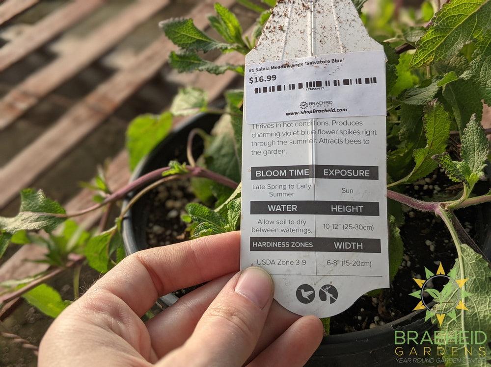 Salvia Meadow Sage Caramia 'Salvatore Blue'