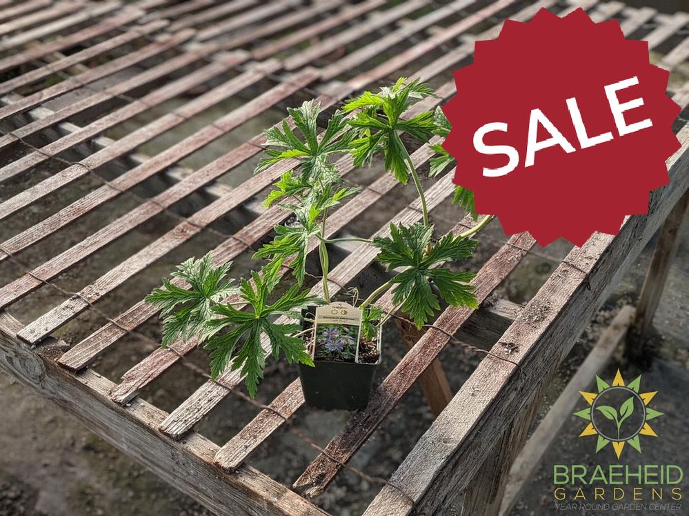 Geranium Cranesbill 'Delft Blue' -NO SHIP-