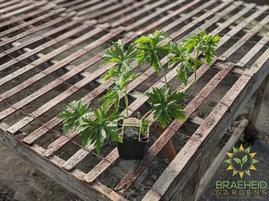 Geranium Cranesbill 'Delft Blue' -NO SHIP-