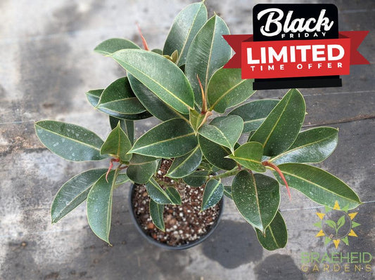 Large rubber tree Standard - NO SHIP