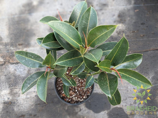 Large rubber tree Standard - NO SHIP