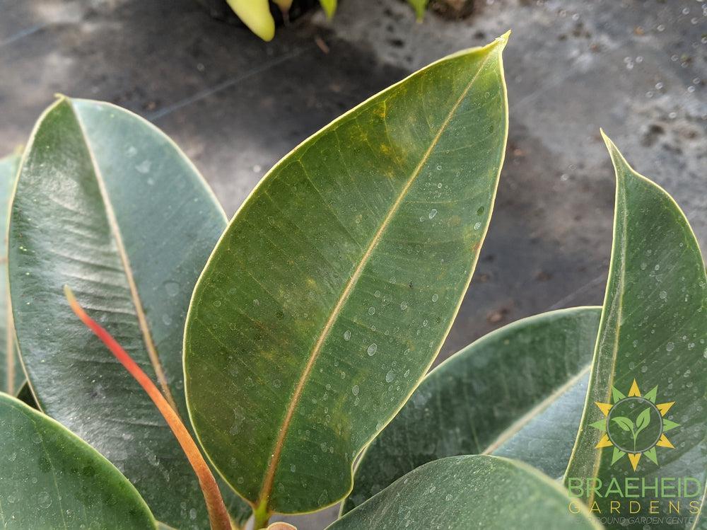 Large rubber tree Standard - NO SHIP