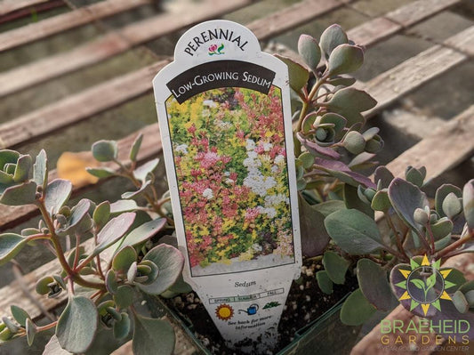 Sedum Low Growing