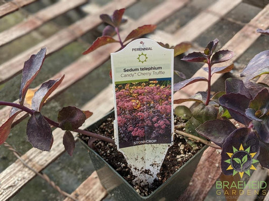 Sedum 'Candy Cherry Truffle'