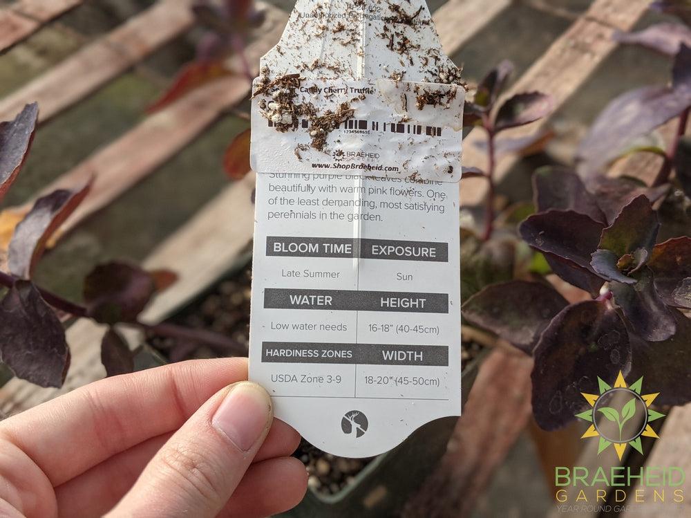 Sedum 'Candy Cherry Truffle'