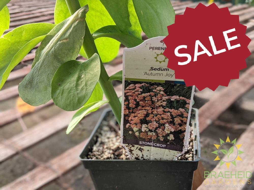 Sedum 'Autumn Joy'