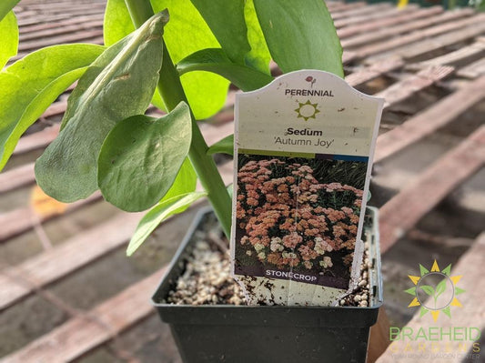 Sedum 'Autumn Joy'