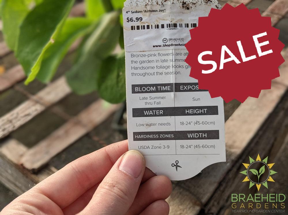 Sedum 'Autumn Joy'