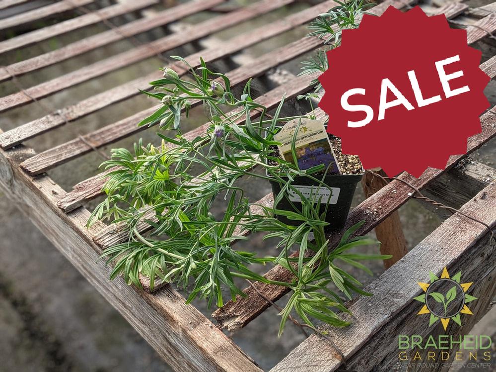 Delphinium Larkspur 'Blue Butterfly' -NO SHIP-