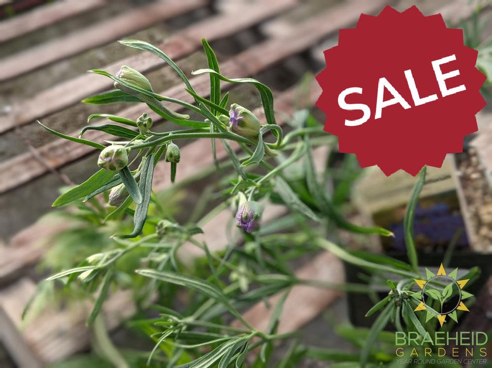 Delphinium Larkspur 'Blue Butterfly' -NO SHIP-