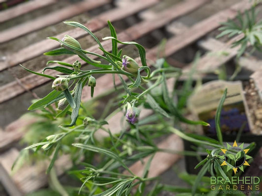 Delphinium Larkspur 'Blue Butterfly' -NO SHIP-