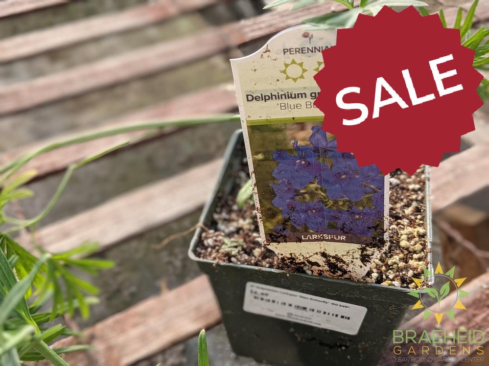 Delphinium Larkspur 'Blue Butterfly' -NO SHIP-