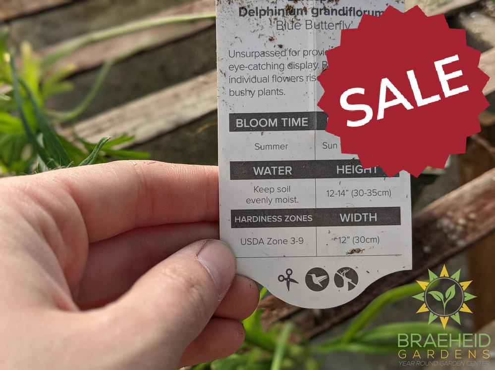 Delphinium Larkspur 'Blue Butterfly' -NO SHIP-