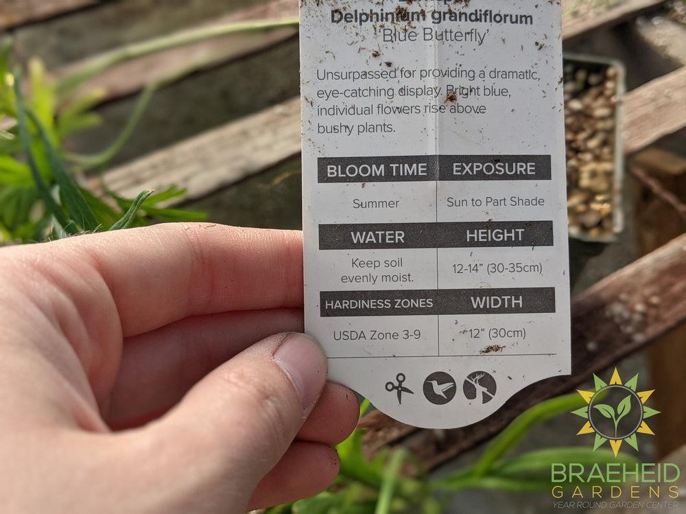 Delphinium Larkspur 'Blue Butterfly' -NO SHIP-