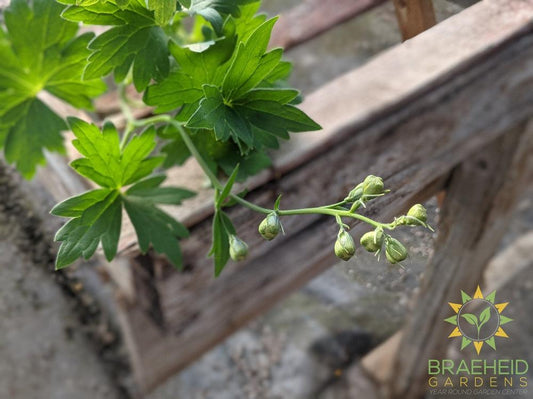 Candle Delphinium 'Aurora BLue' -NO SHIP-