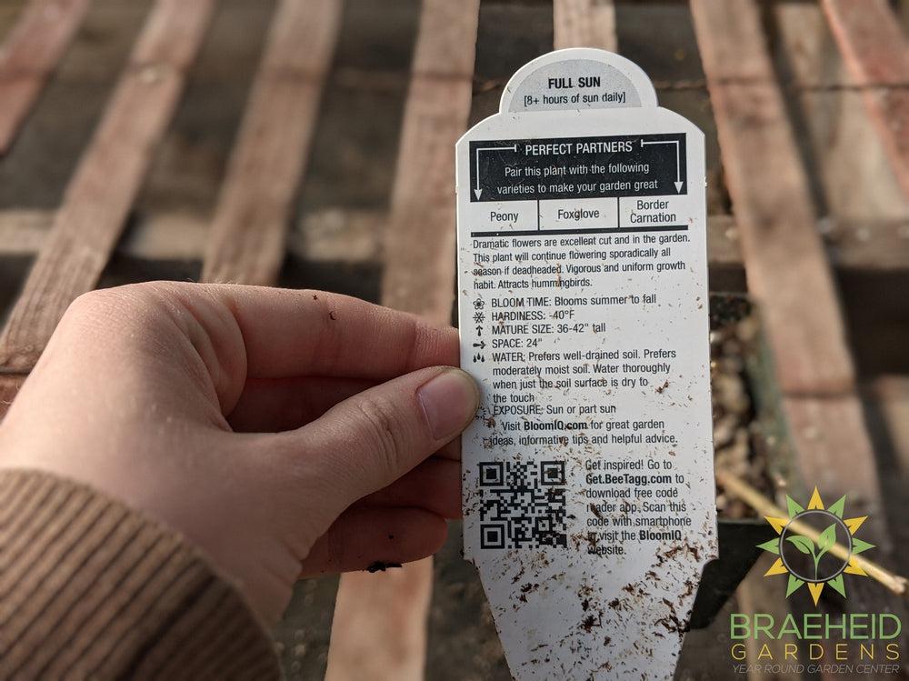 Candle Delphinium 'Aurora BLue' -NO SHIP-