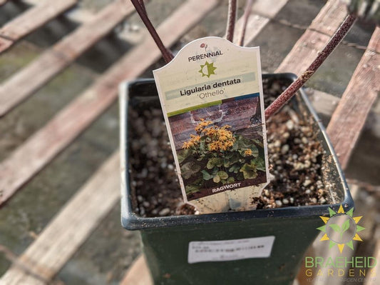 Ligularia Ragwort 'Othello' - NO SHIP -