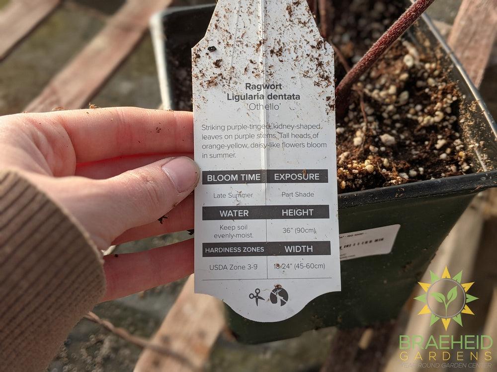 Ligularia Ragwort 'Othello' - NO SHIP -