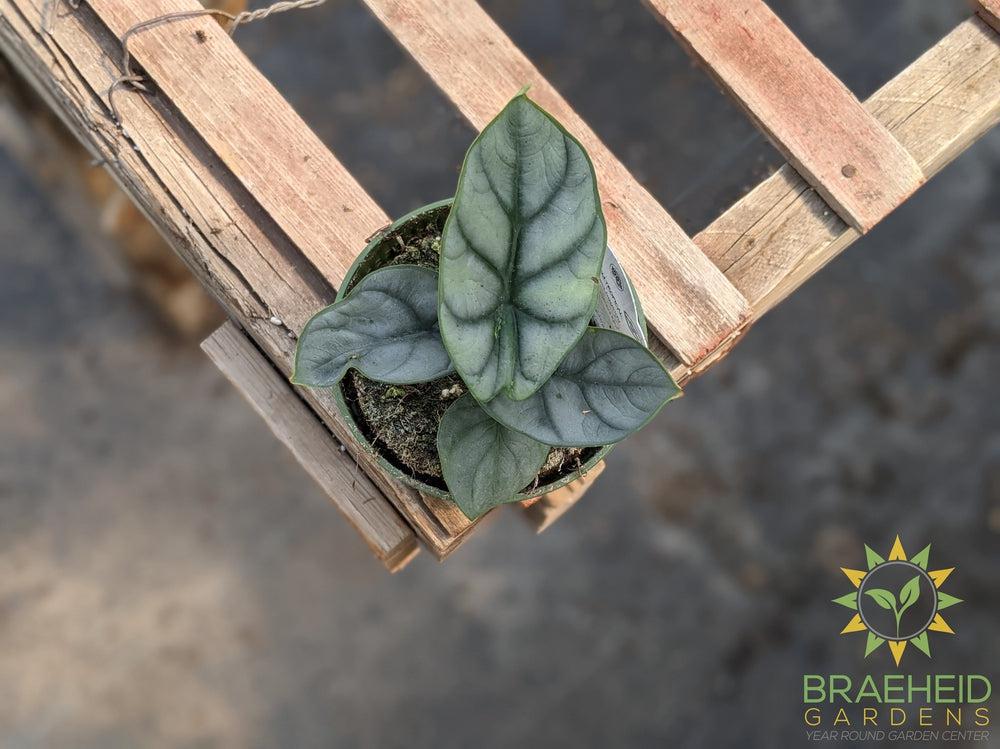 Alocasia baginda 'Silver Dragon'