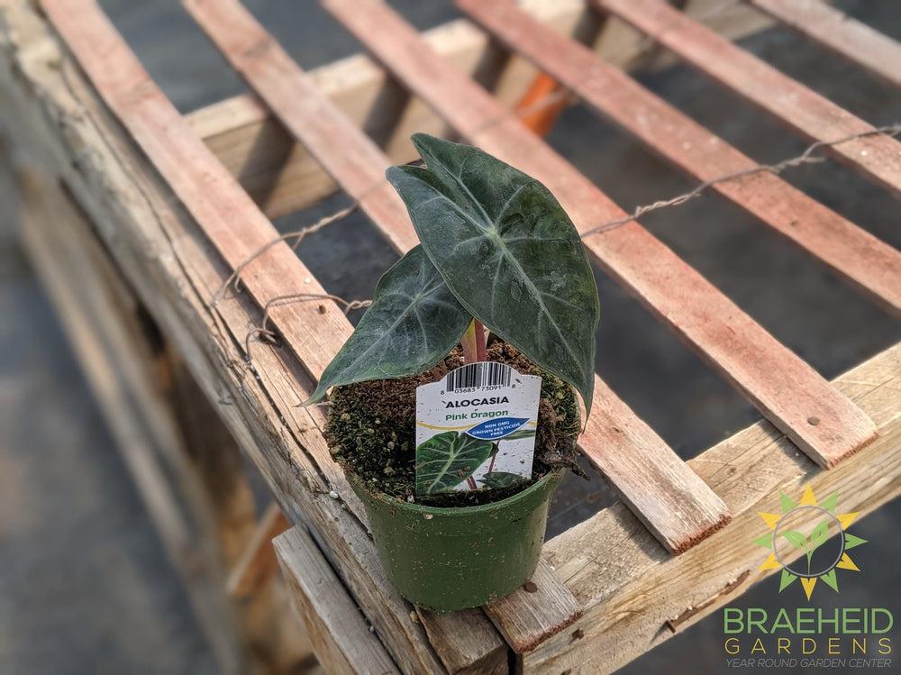 Alocasia Baginda Pink Dragon