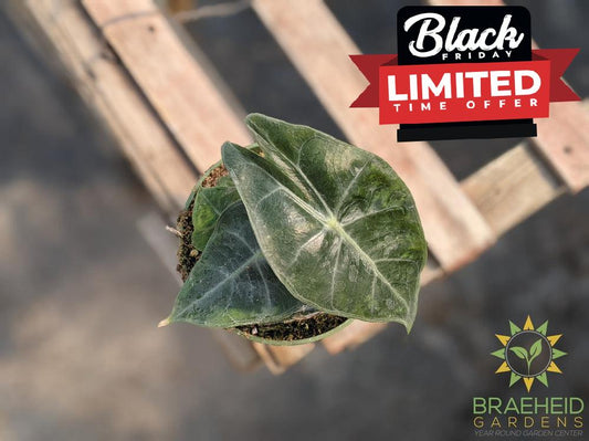 Alocasia Baginda Pink Dragon