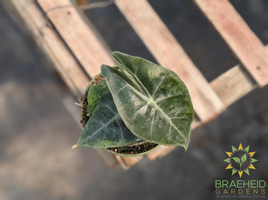 Alocasia Baginda Pink Dragon