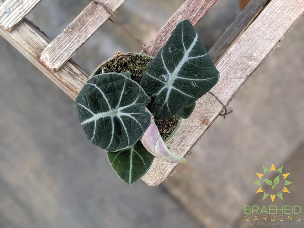 Alocasia 'Black Velvet'