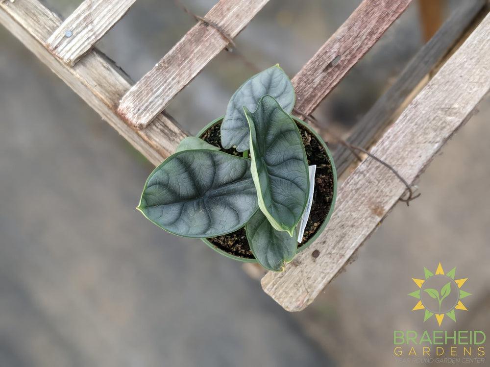 Alocasia baginda 'Silver Dragon'