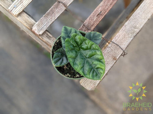 Alocasia Sinuata Mirror face