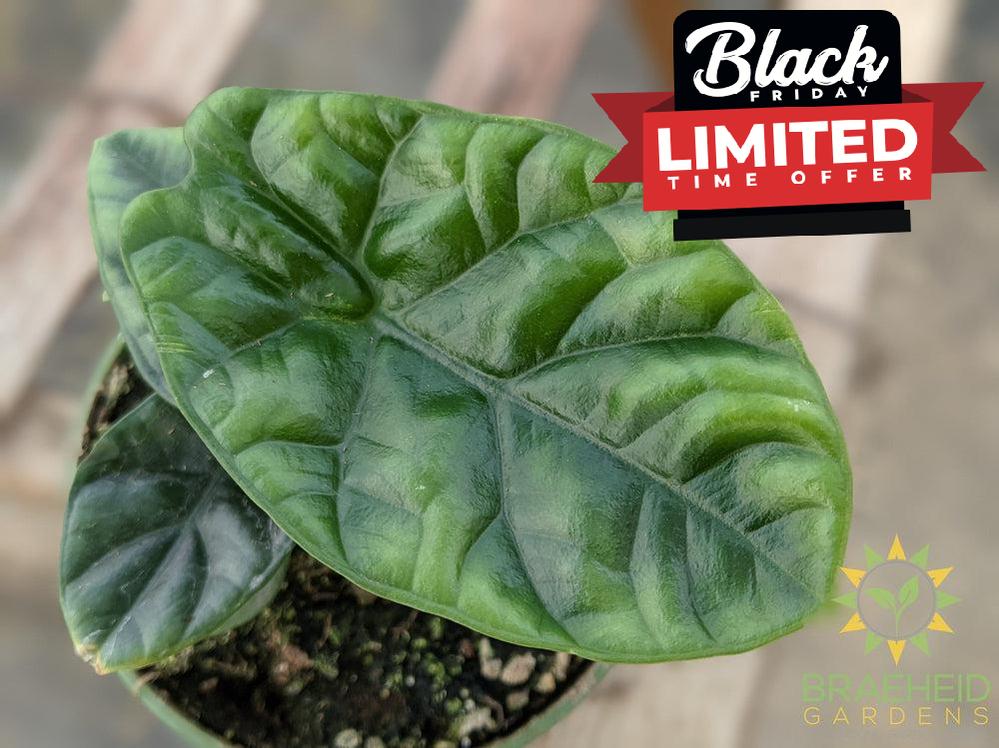 Alocasia Sinuata Mirror face