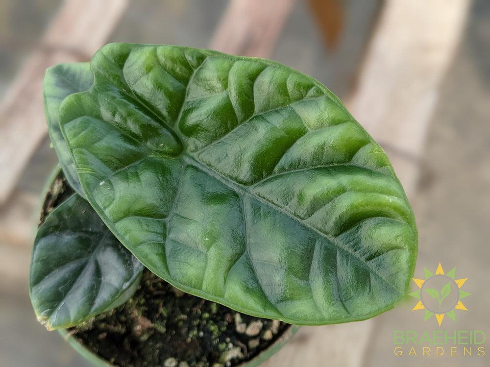 Alocasia Sinuata Mirror face