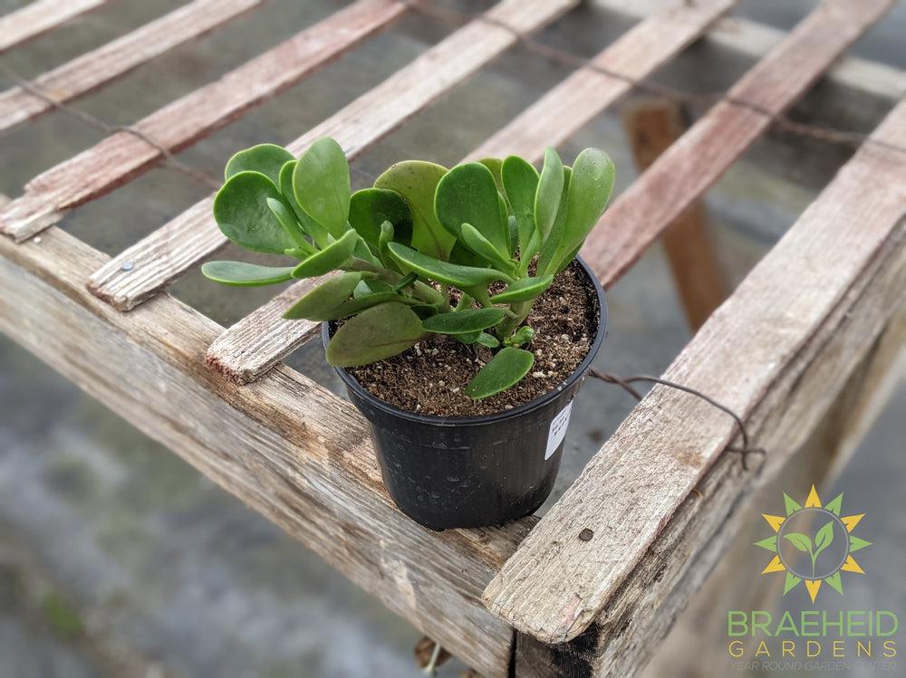 Trailing Jade