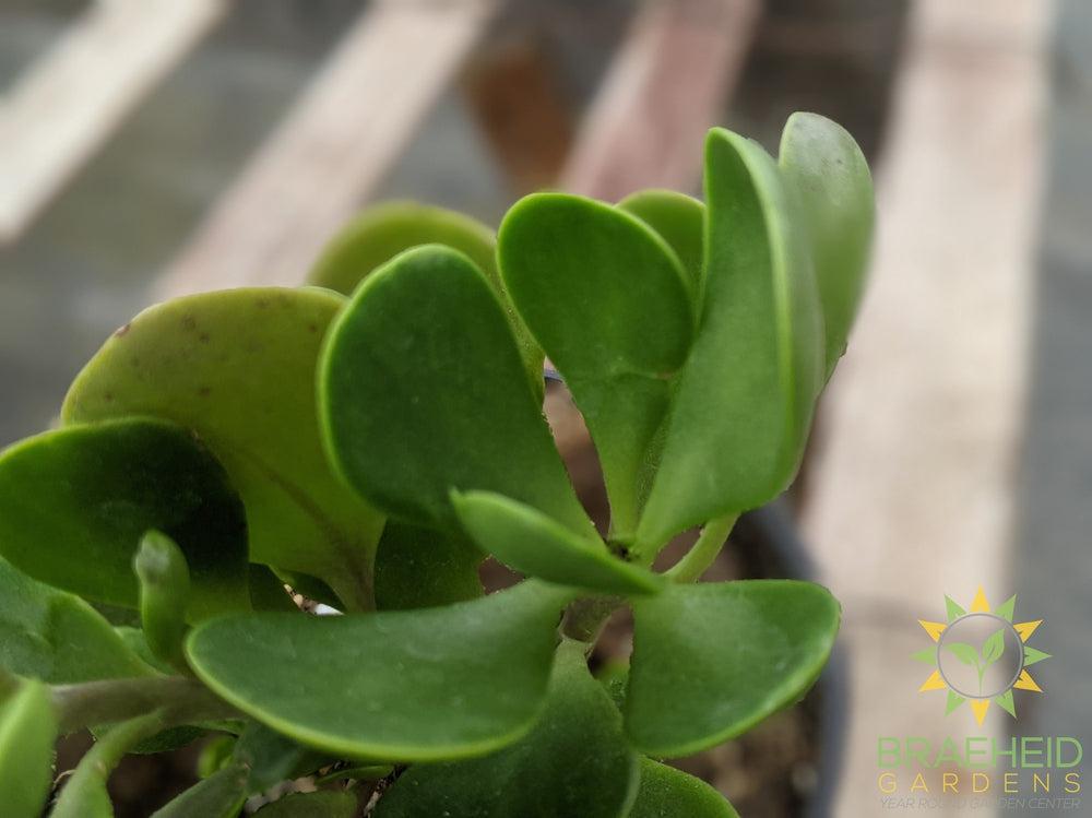 Trailing Jade
