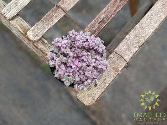 Callisia Pink Panther