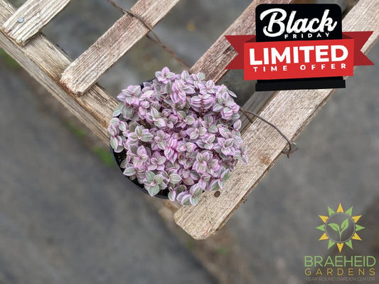 Callisia Pink Panther