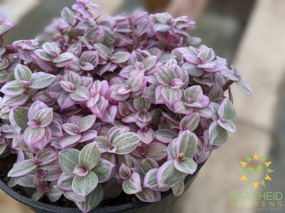 Callisia Pink Panther